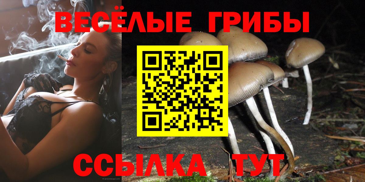 Псилоцибиновые грибы Psilocybine cubensis Кандалакша